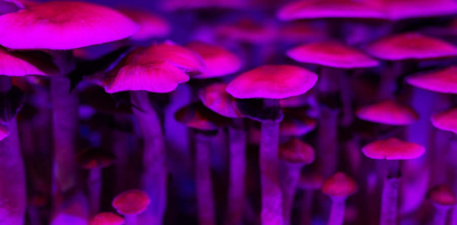 Oregon Licenses First Psychedelic Service Center In The Nation - Save ...